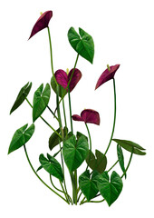 Wall Mural - 3D Rendering Tropical Flowering Anthuriums on White