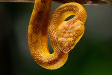 Close Up Of Triangular Head Of A Female Flat Nosed Pit Viper Snake Trimeresurus Or Craspedocephalus Puniceus