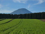 Fototapeta Sawanna - 北海道の畑風景