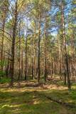 Fototapeta Dmuchawce - autumn forest in the morning