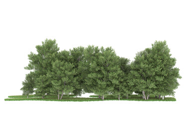 Forest on transparent background. 3d rendering - illustration