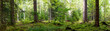 Panoramic wallpaper background of forest woods (Black Forest) Landscape panorama - Mixed forest with birch, beech and fir trees, lush green moss and grass