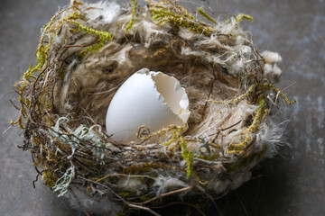 A small wild hatched egg and nest