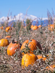 Wall Mural - Ripe Pumpkins in a Field