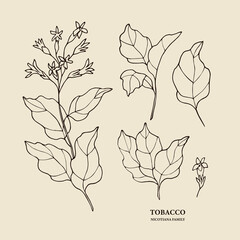 Wall Mural - Hand drawn tobacco plant illustration