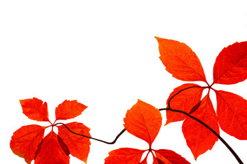 Wall Mural - Bright red autumn leaves with branch isolated on white background.