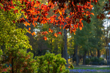 Wall Mural - Red autumn foliage glows in the sun in a city park. Warm natural autumn backlight background.