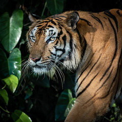 Wall Mural - The tiger stands to look at something with interest.