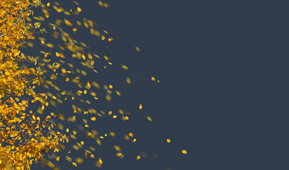 Wall Mural - Falling autumn leaves isolated on gray background for seasonal banner of weather or calendar with fall leaves. Yellow autumn foliage flying in the wind.