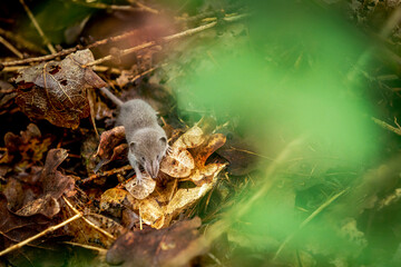 Wall Mural - Tiny baby shrew in the forest