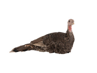 Sticker - turkey sitting isolated on white background