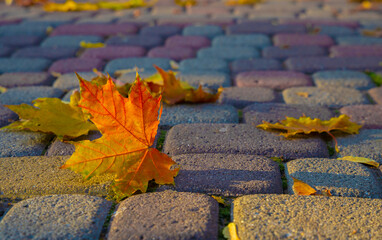 Wall Mural - Bright autumn maple leaf glow in the sun on stone pavement. Fall foliage in city park close-up. Warm natural background with backlight.