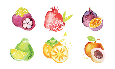 Canvas Print - Hand Drawn Watercolor Exotic Fruit Painting Isolated on White Background Vector Set