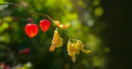 Wall Mural - Red flowering Physalis plant with yellow leaves glow in the sun. Natural autumn background with copy space for seasonal banner and calendar.