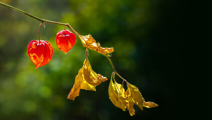 Wall Mural - Red flowering Physalis plant with yellow leaves glow in the sun close-up. Natural autumn background with copy space for seasonal banner and calendar.