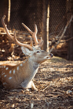 Cute Spotted Deer At The Zoo During Warm Sunset. Close Up.