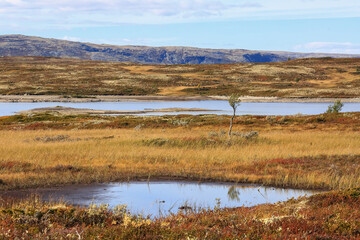 Poster - Autumn in Forollhogna National Park, Norway