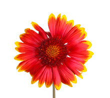 Red And Yellow Flower Of The Perennial Indian Blanketflower, Also Known As Sundance Or Firewheel, A Hybrid With The Scientific Name Gaillardia Grandiflora, Isolated