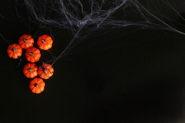 Wall Mural - small Beautiful pumpkins and two black small spider in the web on a black background. Creative halloween concept backdrop.