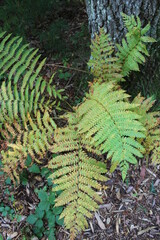 Wall Mural - green fern in the forest