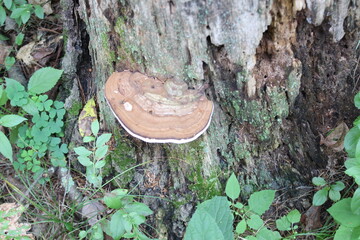 Wall Mural - mushroom on tree