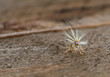 Ricaniidae nymph