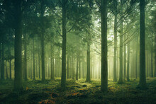 Lush Green Forest With Fog And Haze