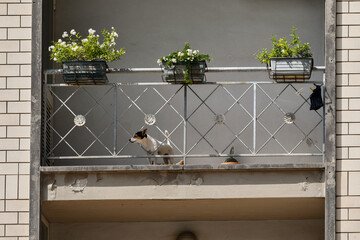 Wall Mural - A white and brown dog overlooking a balcony with its head between the bars of the railing, Tuscany, Italy