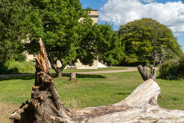 Wall Mural - tree in the park