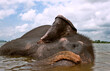 © Matthew Wakem - Elephant Bathing at Kandalama Lake. Dambulla, Sri Lanka.