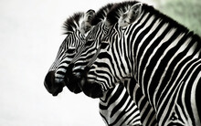 Three Zebras In Profile