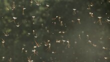 Large Group Of Mayflies Flying During A Breeding Season On A Late Spring Evening In Estonia, Northern Europe