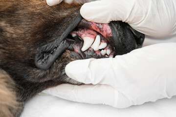 Veterinarian in medical gloves checking old German Shepherd dog's teeth. Close up.