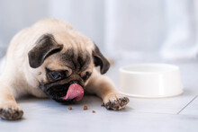 Close Up Pug Dog Eating Fresh Dry Dog Food Kibbles For Small Puppies, Advertising Dog Food On Light Grey Background.