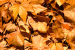 Autumn mapple leaves on the ground, background, golden foliage on the ground in the fall, dry warm yellow leafage, outdoor, indian summer.