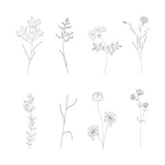 Poster - Botanical Plant Signs Thin Line Icons Set Include of Bellflower and Cornflower. Vector illustration of Flower Icon