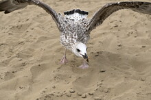 Beauty Portrait Seagull On The Beach - Detail, 