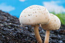 Close Up Of Two Chlorophyllum Molybdite Mushrooms Outdoors