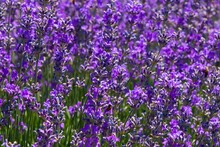 Scenic View Of A Field Of Purple Lavender Flowers In A Rural Area In Sunny Weather