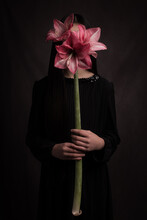 Studio Art Portrait Of Woman In Black Dress Holding Pink Amaryllis Flower Hiding Her Face