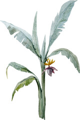 Watercolor palm tree, png illustration