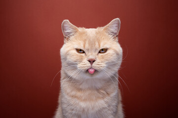 Wall Mural - angry ginger british shorthair cat portrait on red background sticking out tongue making funny mischievous face