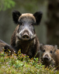 Wall Mural - Wild boar with piglets in the forest