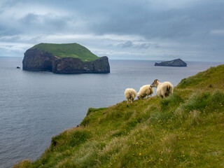 Poster - Sheep and bird colonies in the rugged landscapes of Storhofdi, Heimaey, Vestmannaeyjar (Westman Islands) off the south coast of Iceland.