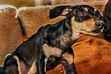 Cute Little Mutt Dog Standing On Couch From A House In São Manuel. A Little Town In The Brazilian Countryside. Oil Paint Filter.