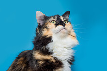 Longhair Calico Cat Isolated On Bright Blue Background Looks Up