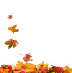 Wall Mural - autumn falling maple leaves isolated on white background