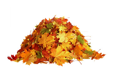 Wall Mural - Pile of autumn maple colored leaves isolated on white background