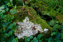 An Image Of A Rock Covered In Thick Green Moss And Lush Forest Vegetation. 