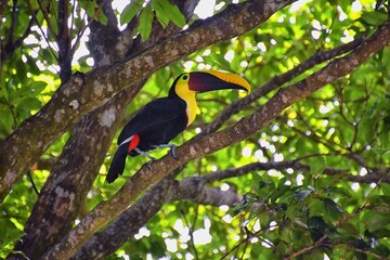 toucan bird wild, yellow-throated, ramphastos ambiguus in the costa rica nature near jaco. resting i